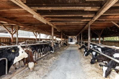 tg_agriculture_cowshed