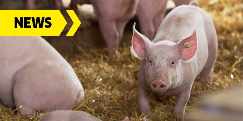 Peste porcine africaine