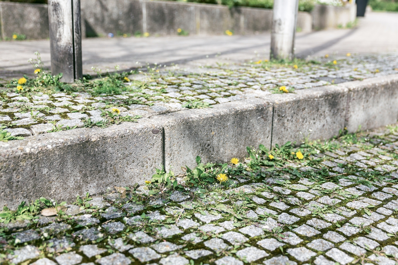 Onkruid tussen de straatstenen