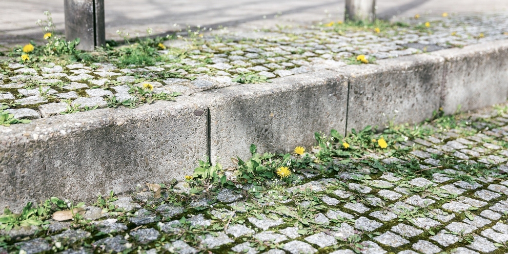 Onkruidbestrijding voor, paardenbloem Onkruidbestrijding voor, paardenbloem