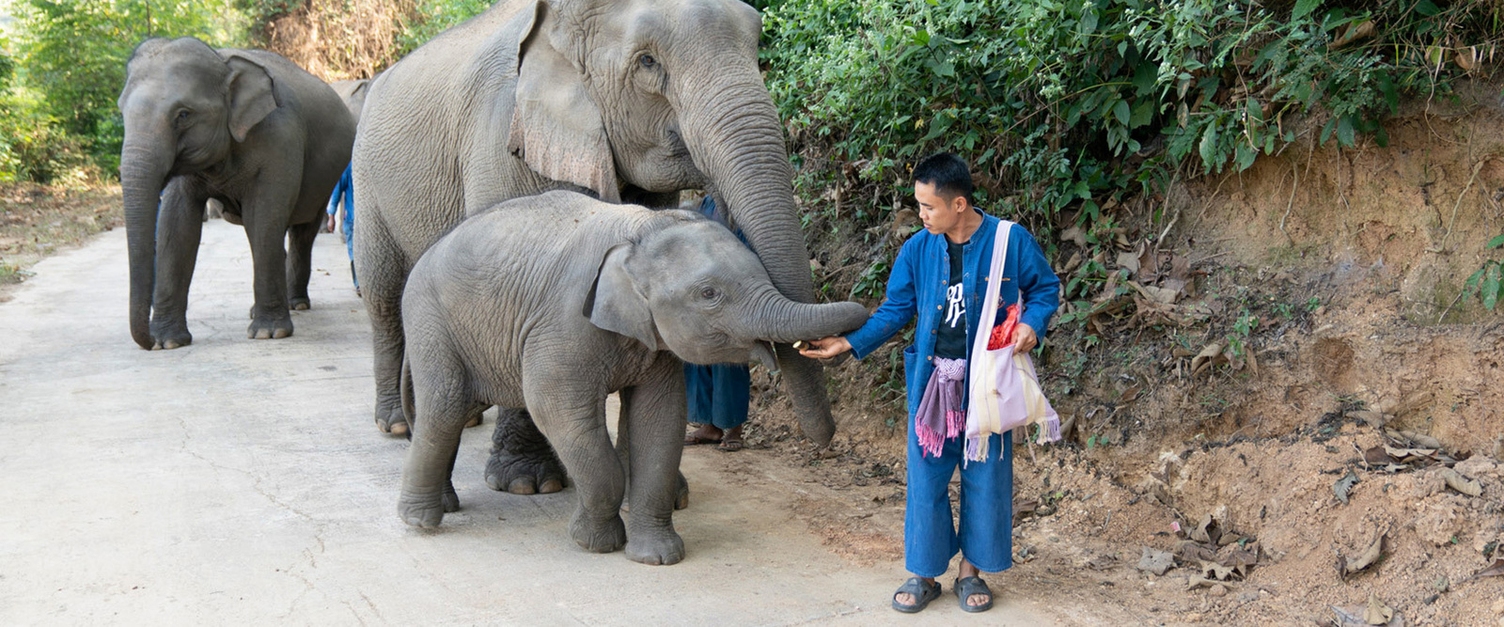 Baby Elefant bekommt Zuckerrübe als kleine Belohnung