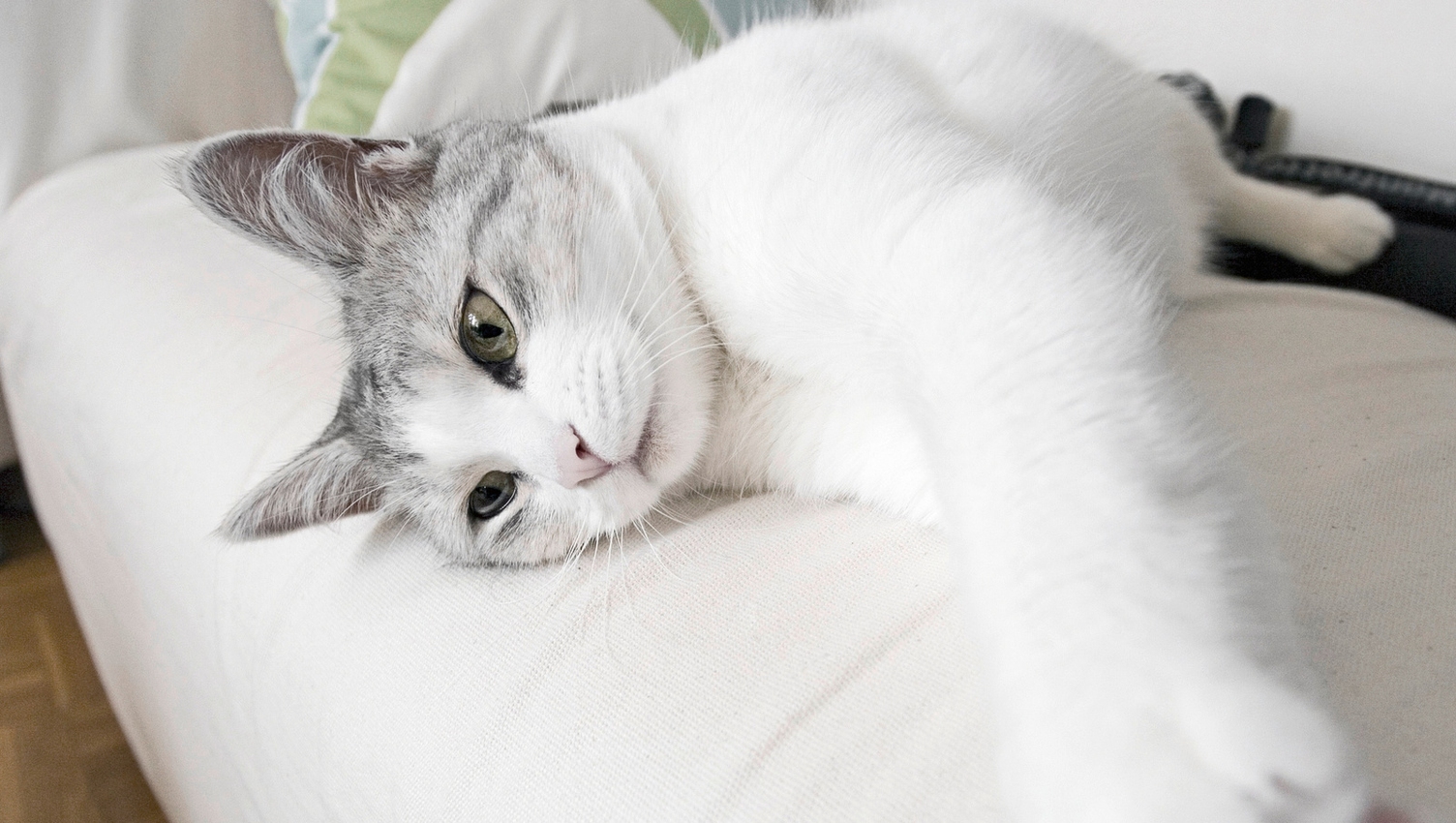 Chat sur le canapé Le chat se couche sur le canapé