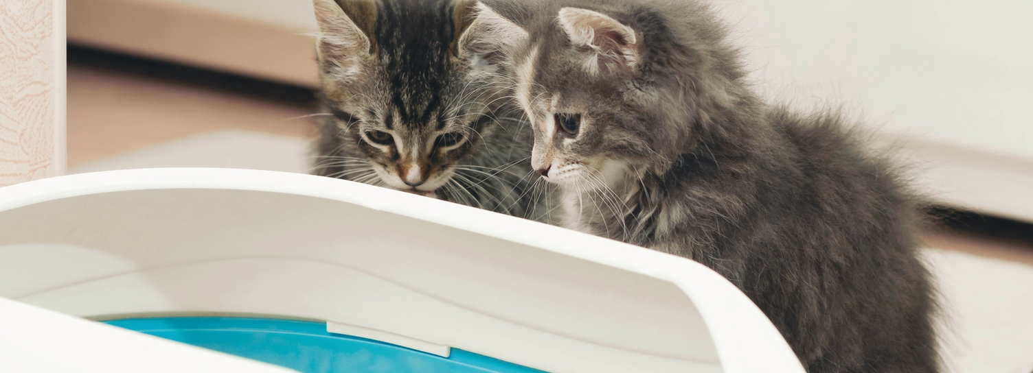 Litière renversée devant le bac Conseils de Kärcher pour éviter la litière de chat dans la maison