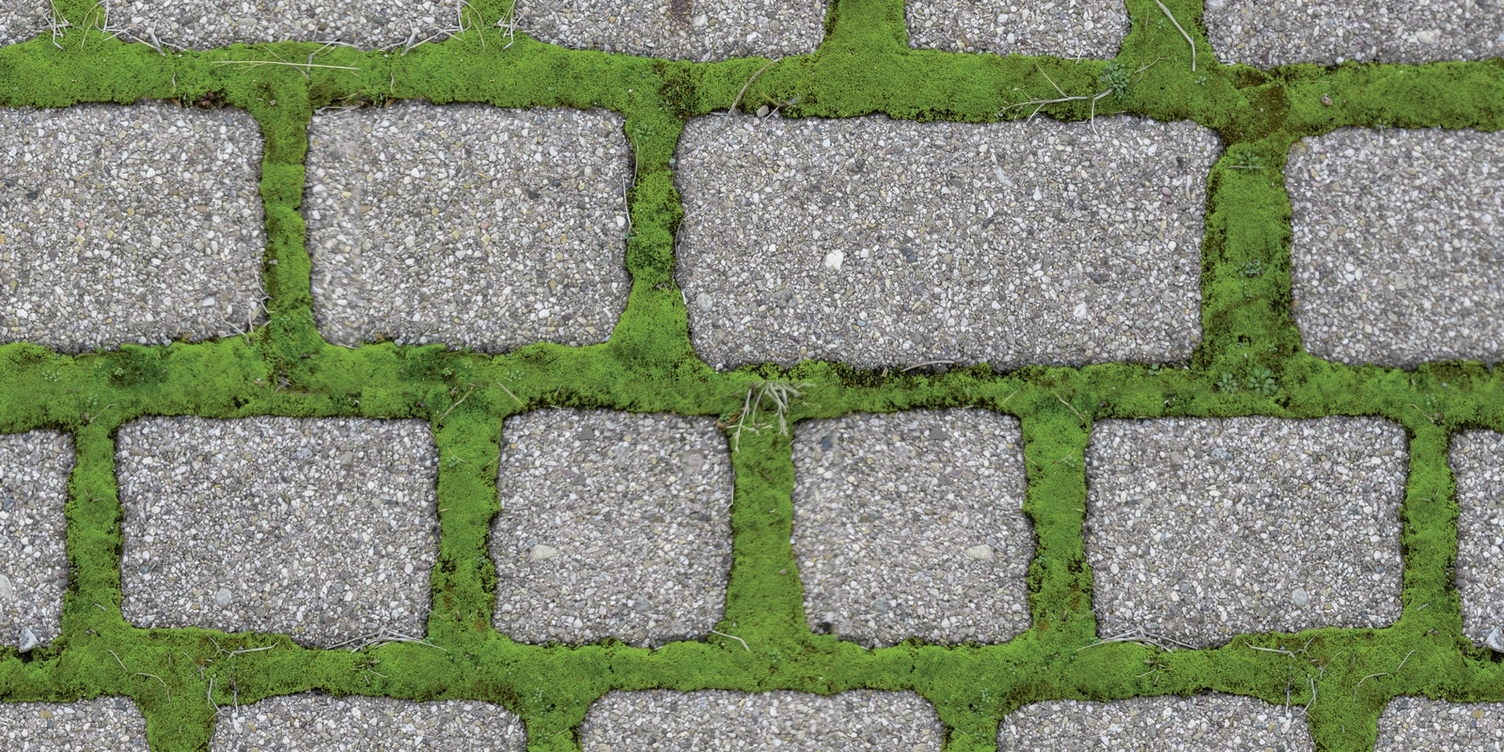 Joints envahis par les mauvaises herbes