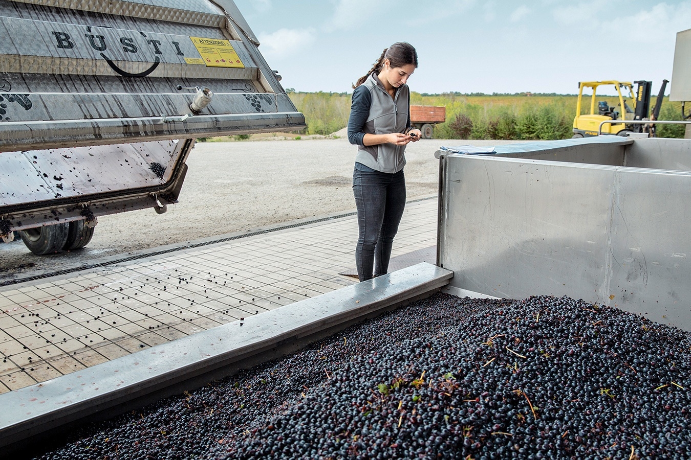 la_braccesca_checking_grapes la_braccesca_checking_grapes