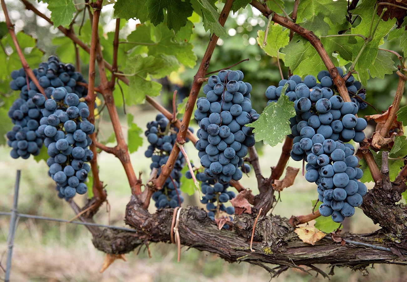 la_braccesca_grapes la_braccesca_grapes