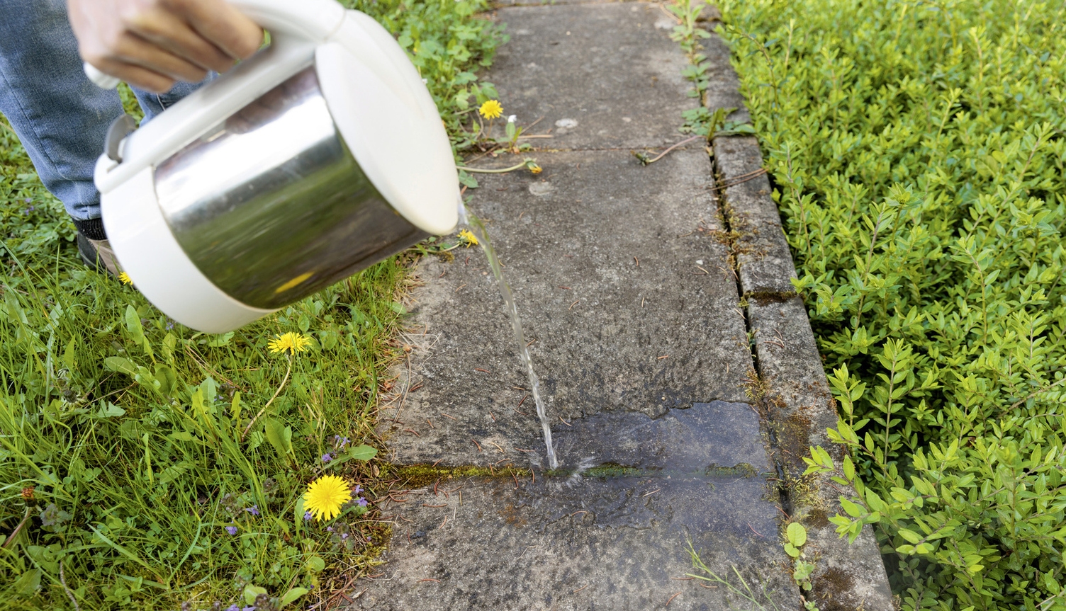 Unkraut mit Heisswasser entfernen Heisses Wasser wird auf Unkraut geschüttet