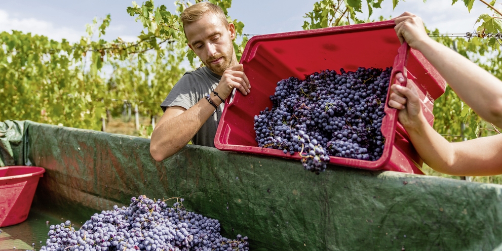 Viticulture et arboriculture
