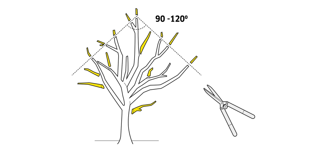 Taille de fructification Conseils de Kärcher pour la taille de fructification
