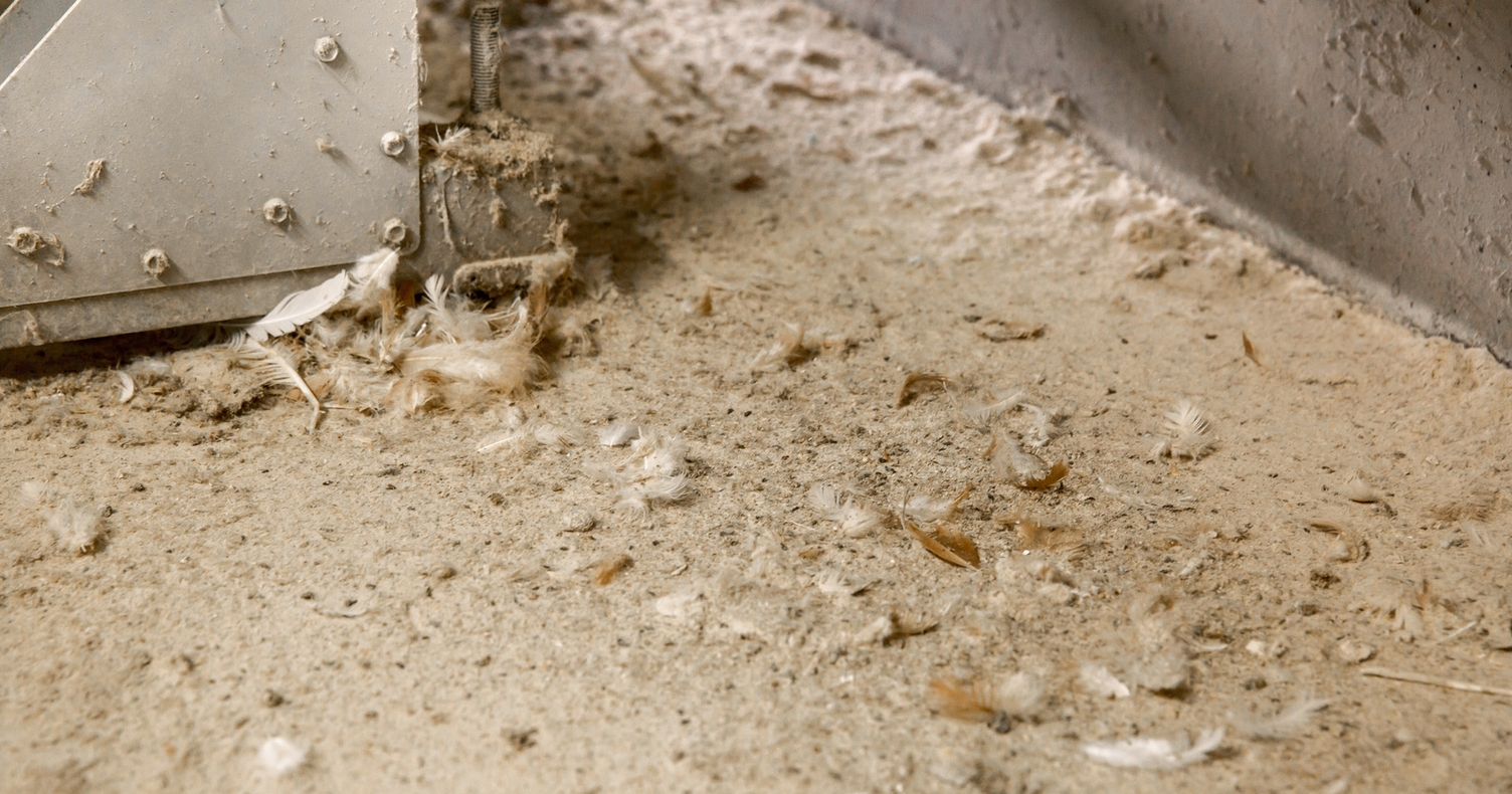 Toilettenhygiene im Hühner- und in anderen Geflügelställen