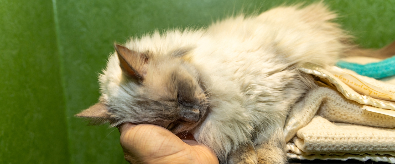Die vierbeinigen Bewohner des Tierheims