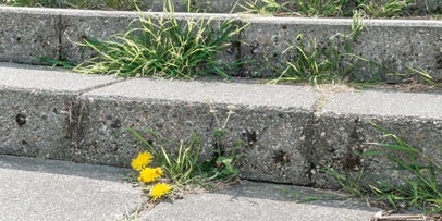 Weed_Control_Unkraut