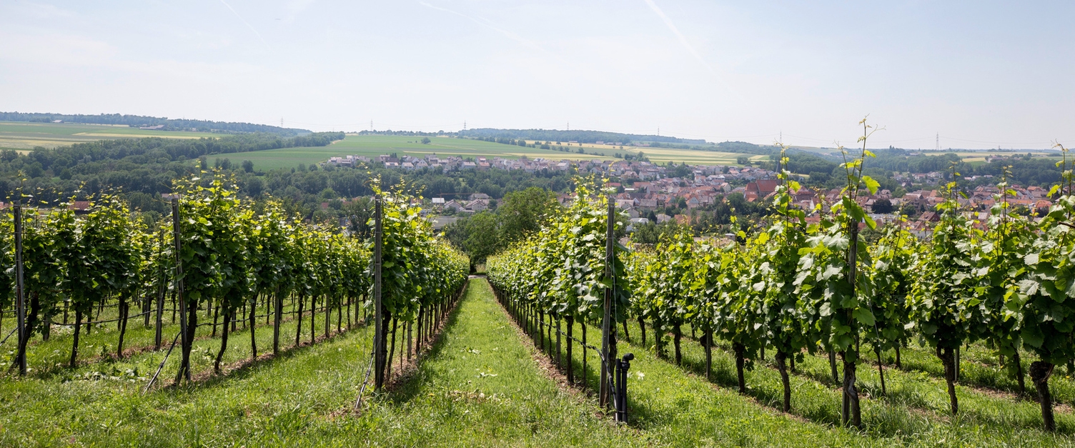 Reinigung im Weinbau