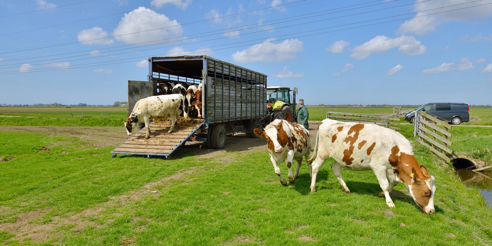 Tier- und Viehtransporter reinigen