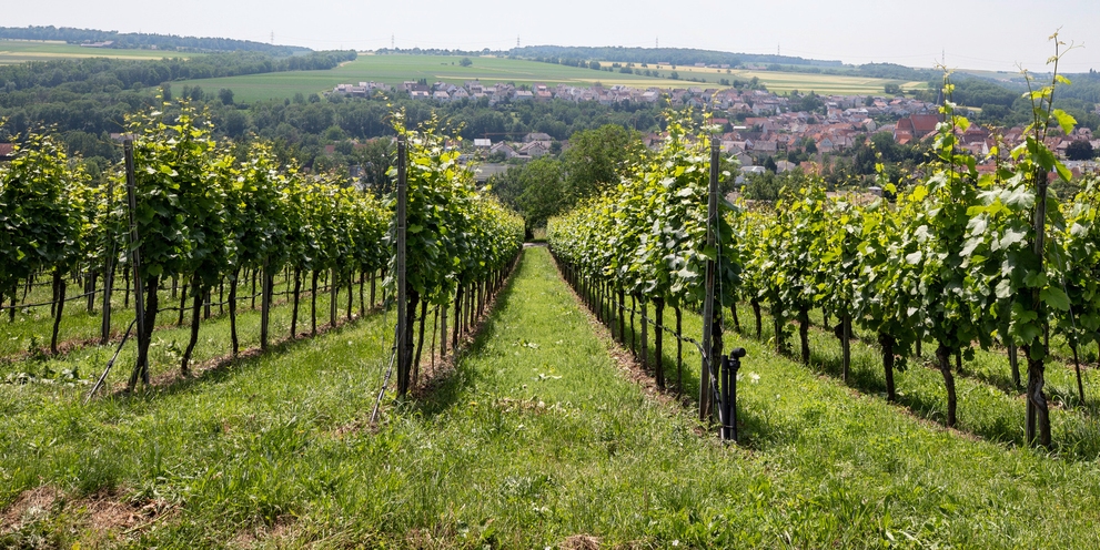 Reinigung im Weinbau