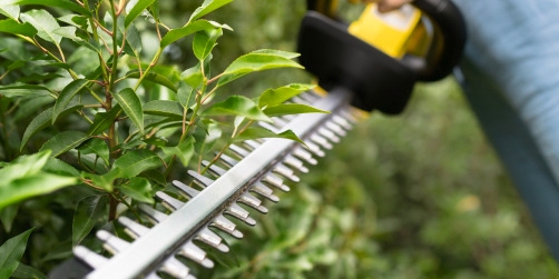 Person cutting a hedge with the hedge trimmer