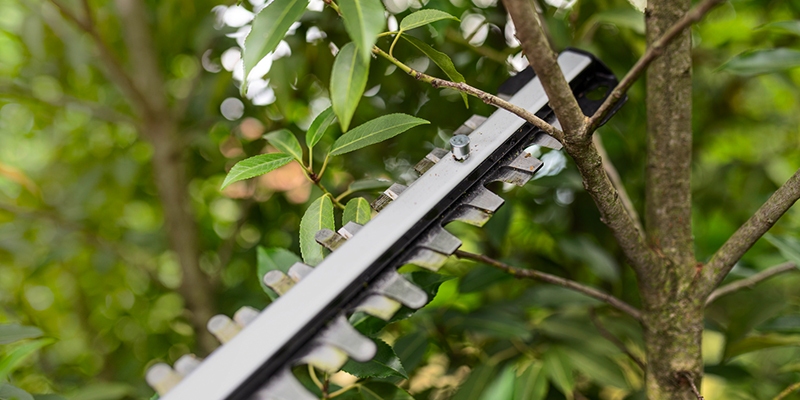 Sawing a branche with the Kärcher battery hedge trimmer