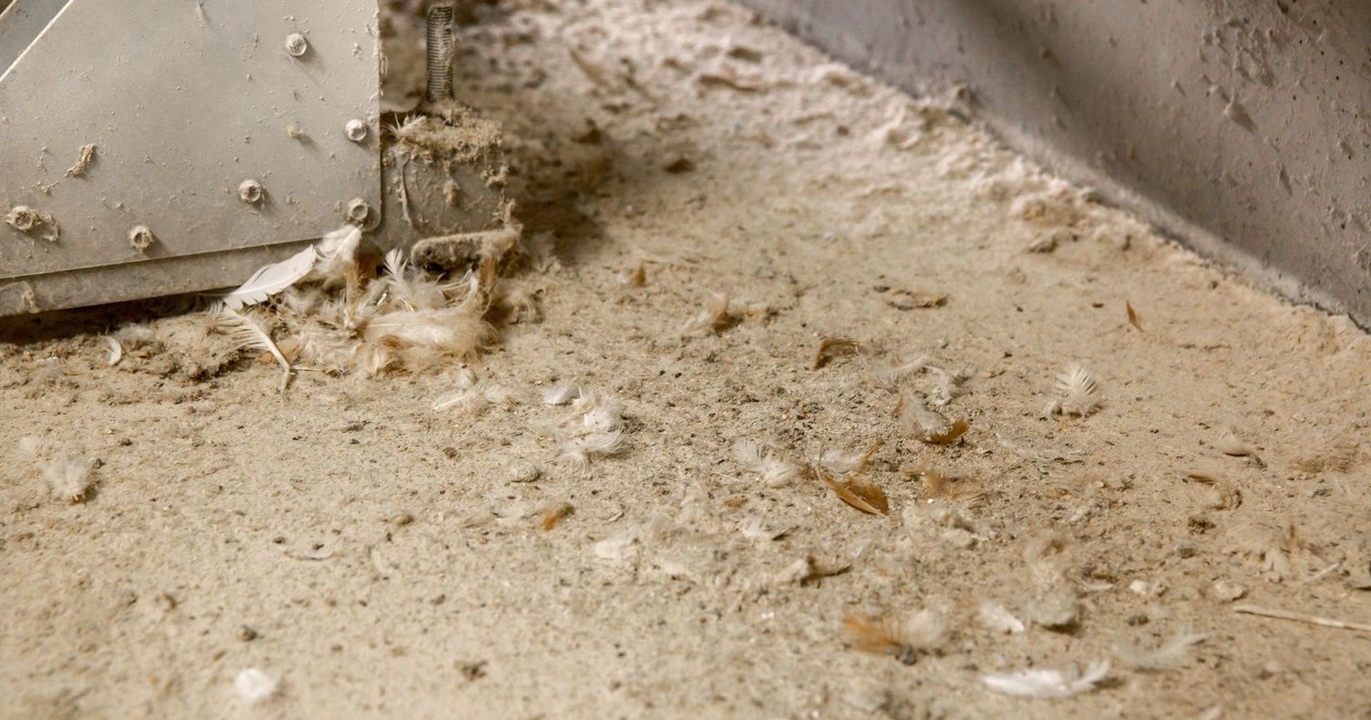 Toilet hygiene in chicken coops