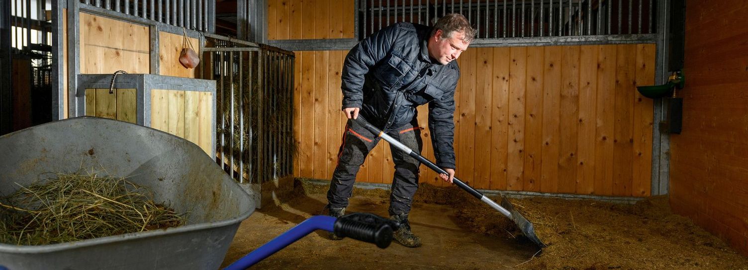 Mucking out the horse stable