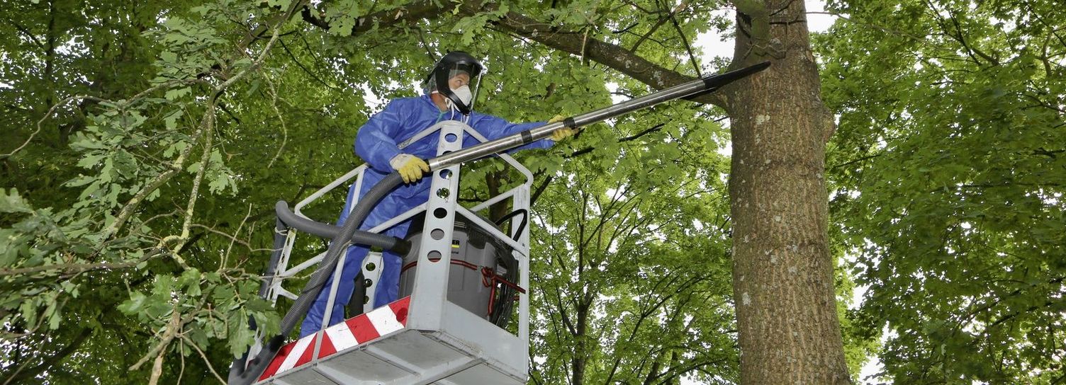 Combatting oak processionary moths Combatting oak processionary moths