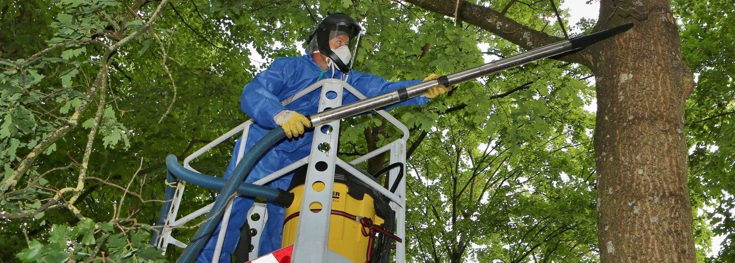 Combatting oak processionary moths with Kärcher equipment
