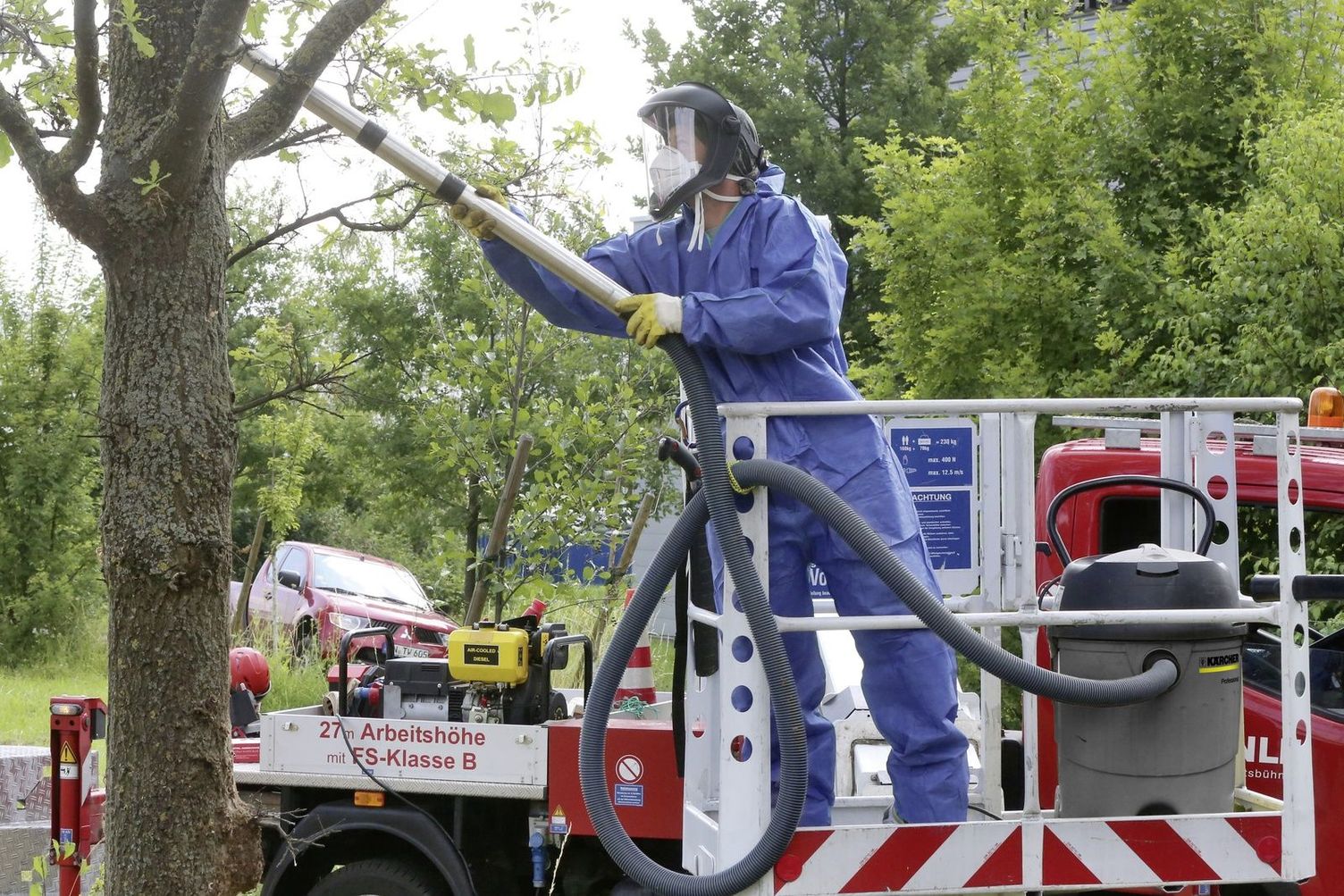 Combatting oak processionary moths 2 Combatting oak processionary moths 2