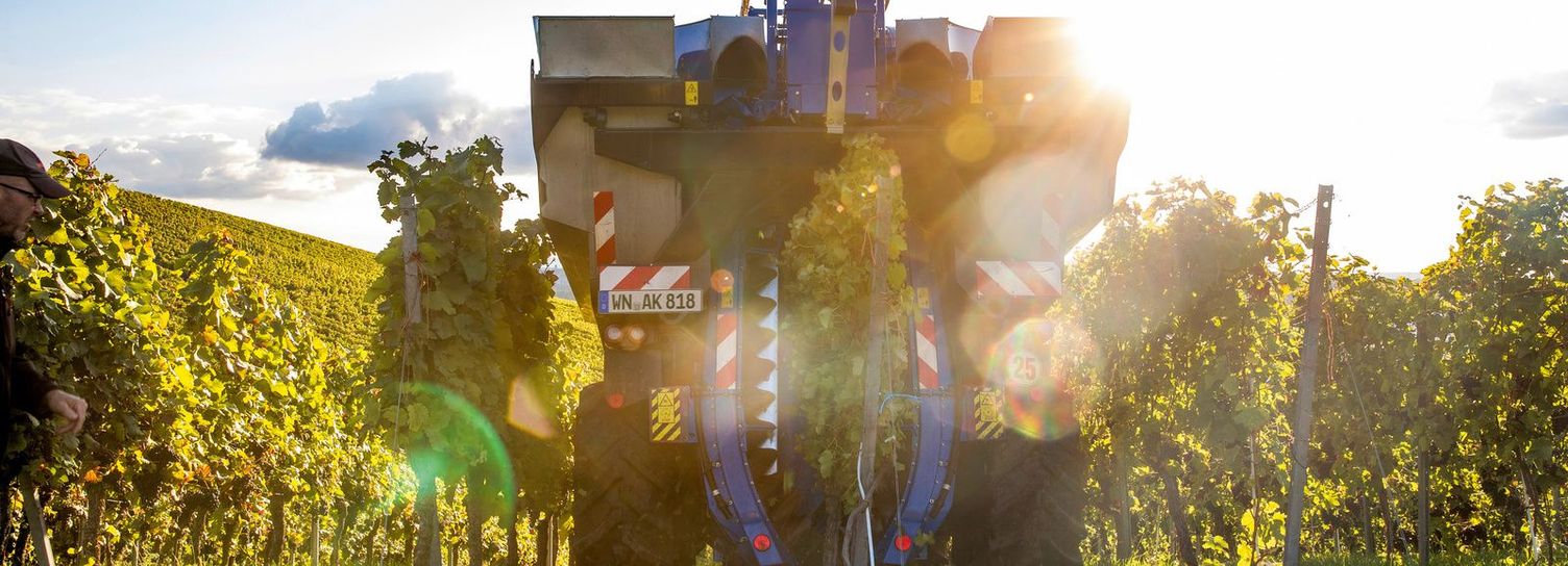 A person harvests wine grapes