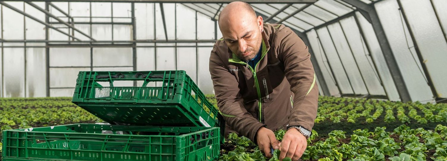 A man planting plants in a large greenhouse
