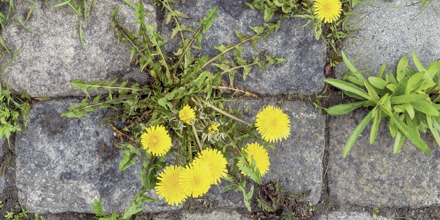 Dandelion growth