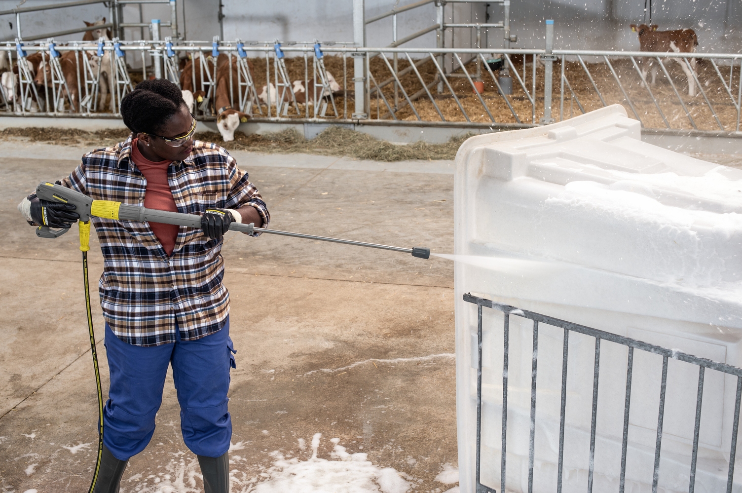 Calf igloo cleaning