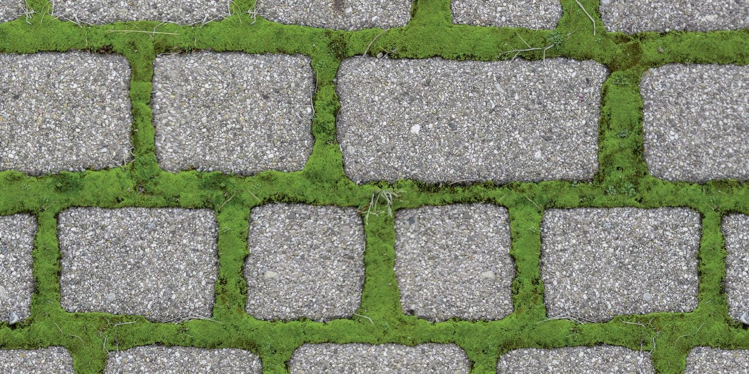 Moss between paving stones