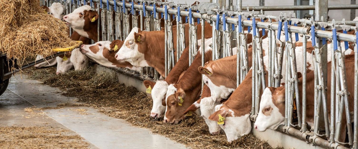Cleaning to achieve dairy and cattle hygiene on the farm