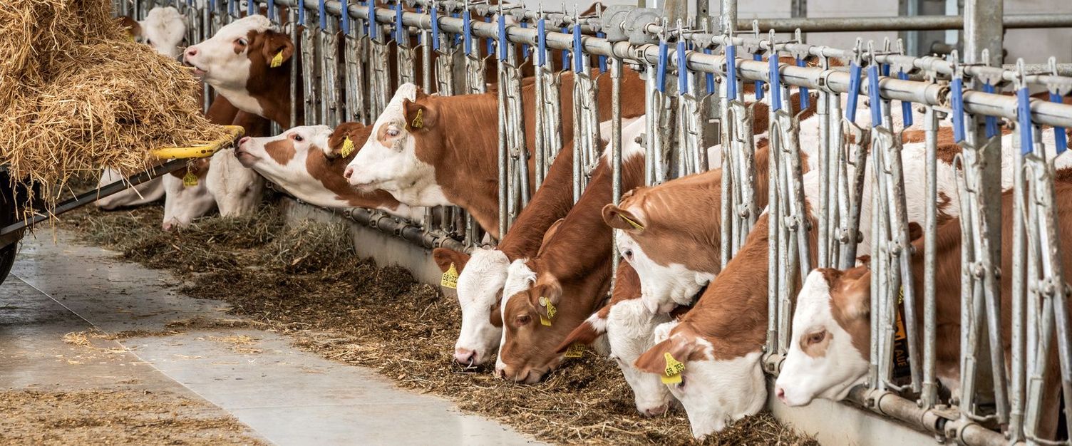 Cowshed cleaning in cattle and dairy farms Cowshed cleaning in cattle and dairy farms
