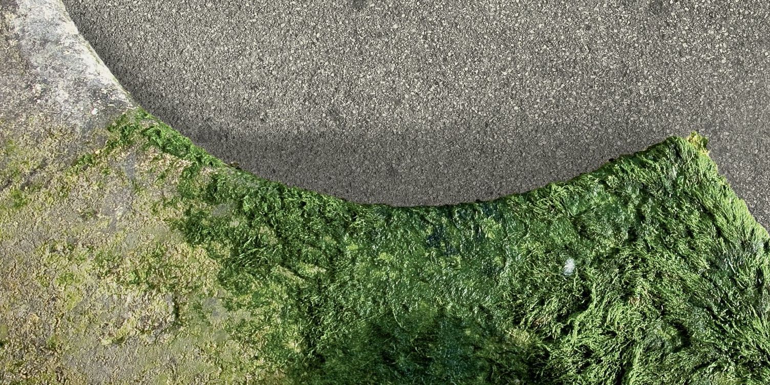 Mossy surfaces