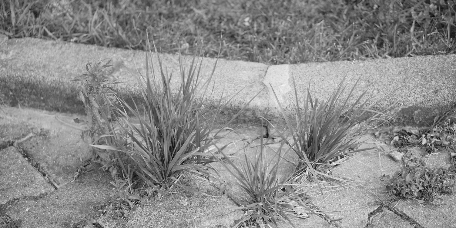 Grasses between paving stones