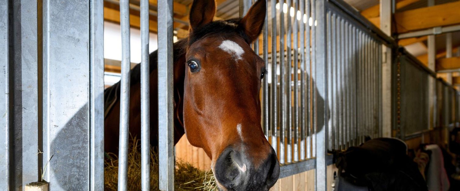 Cleaning in horse husbandry Cleaning in horse husbandry