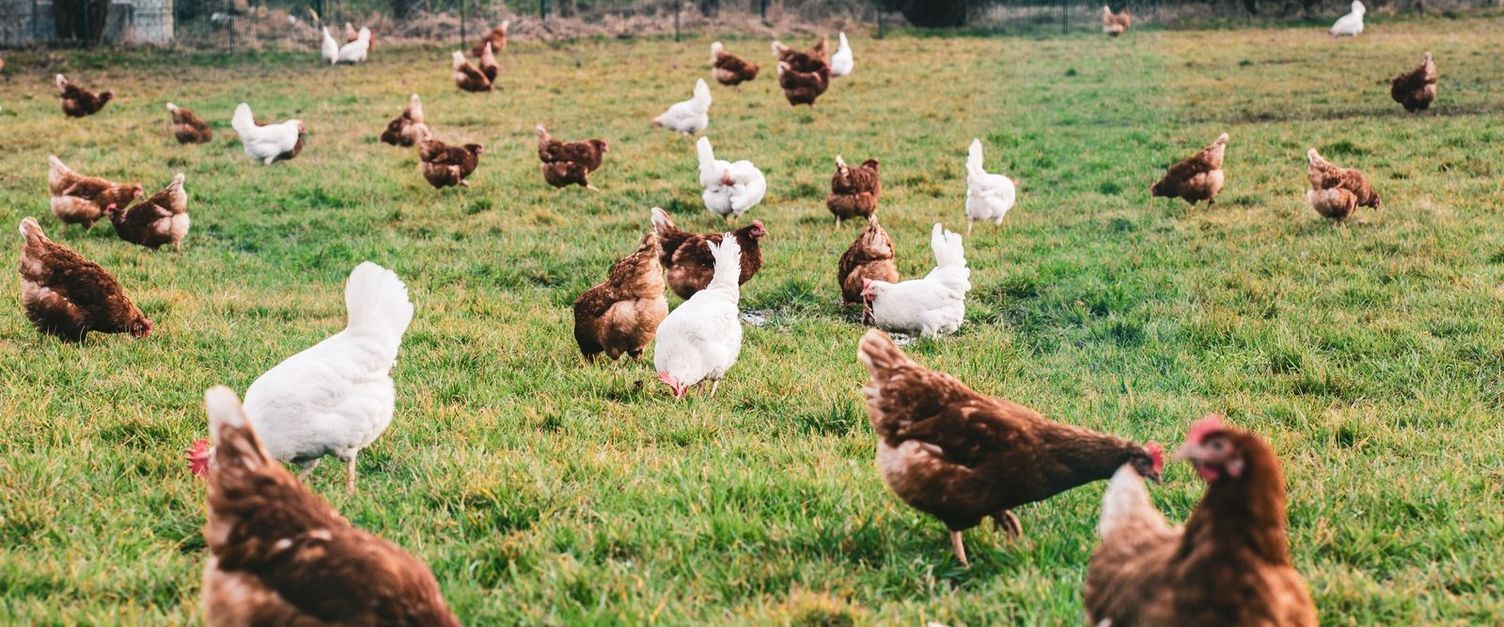 Cleaning as part of chicken farming Cleaning as part of chicken farming