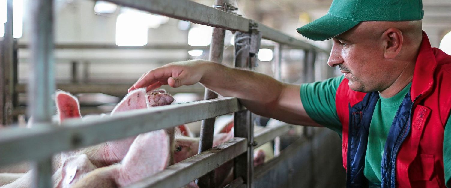 Pig farming cleaning Pig farming cleaning