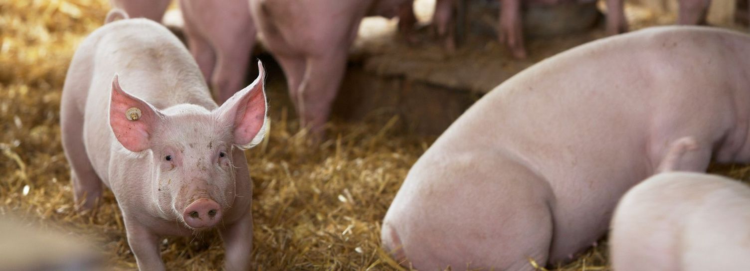Prevent African swine fever Preventing African swine fever through cleaning