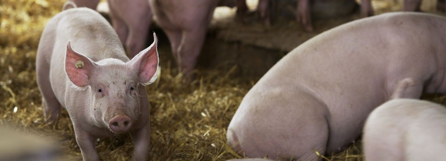 Prevent African swine fever Pig rearing