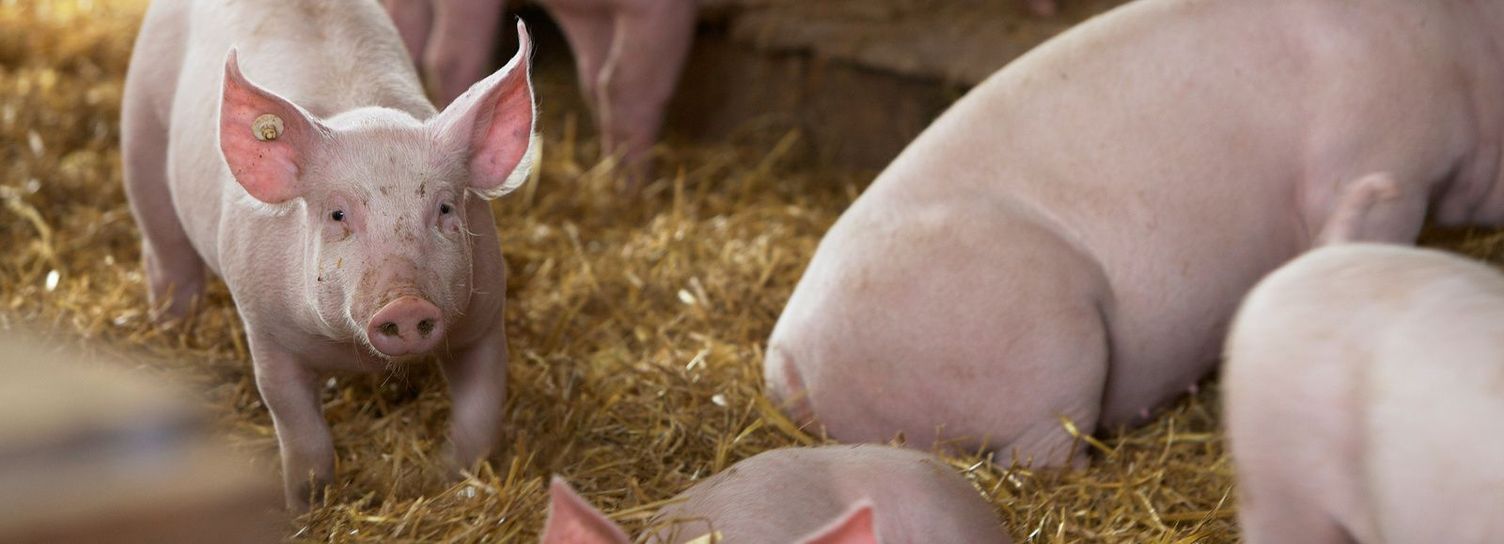 Pigs Pigs