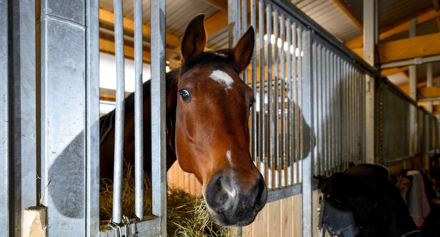 A horse looking out from its stable