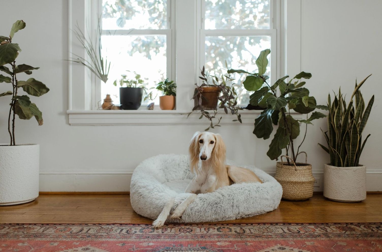 Removing dog hair