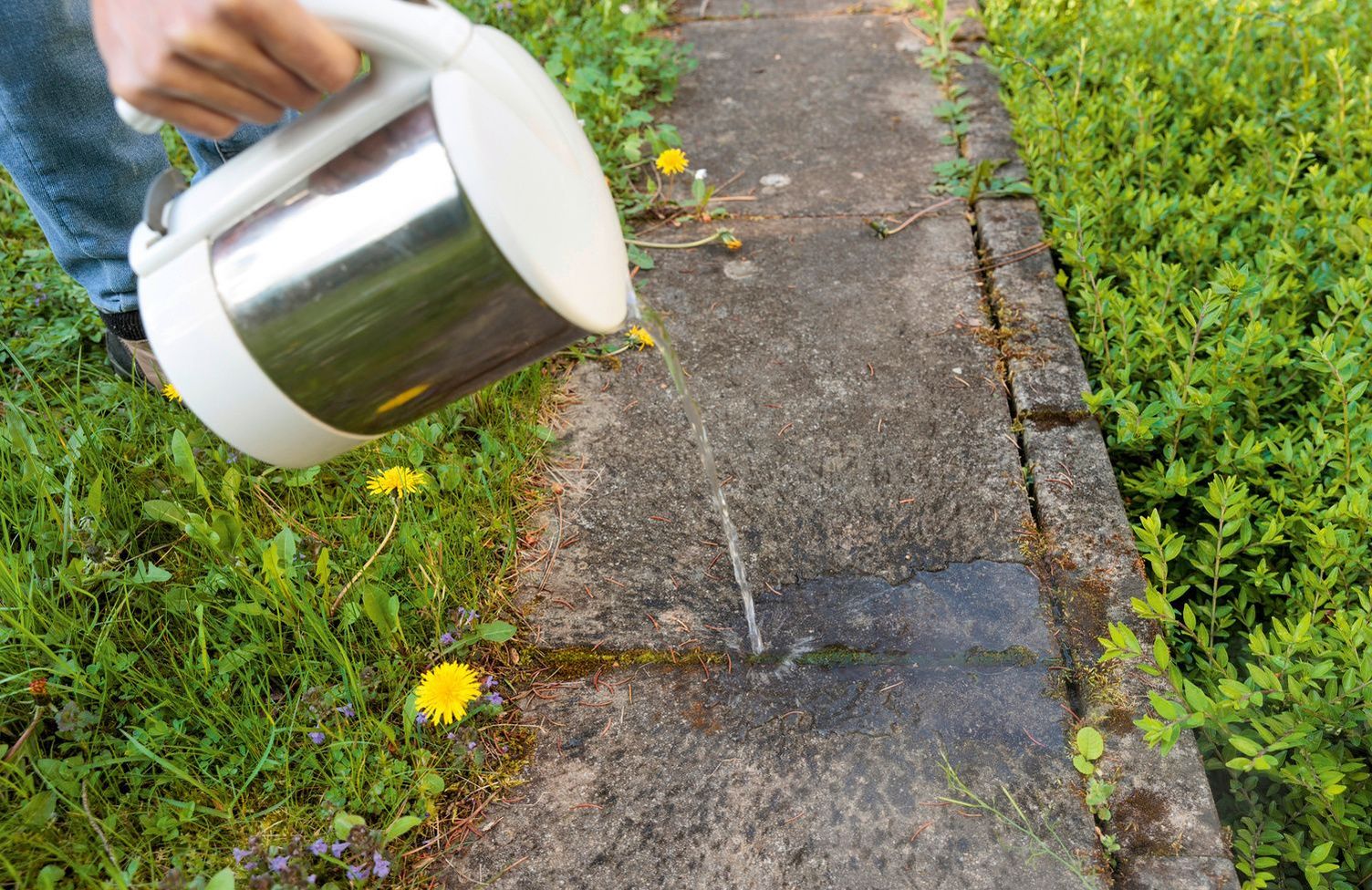 Remove weeds with hot water Hot water is poured over weeds