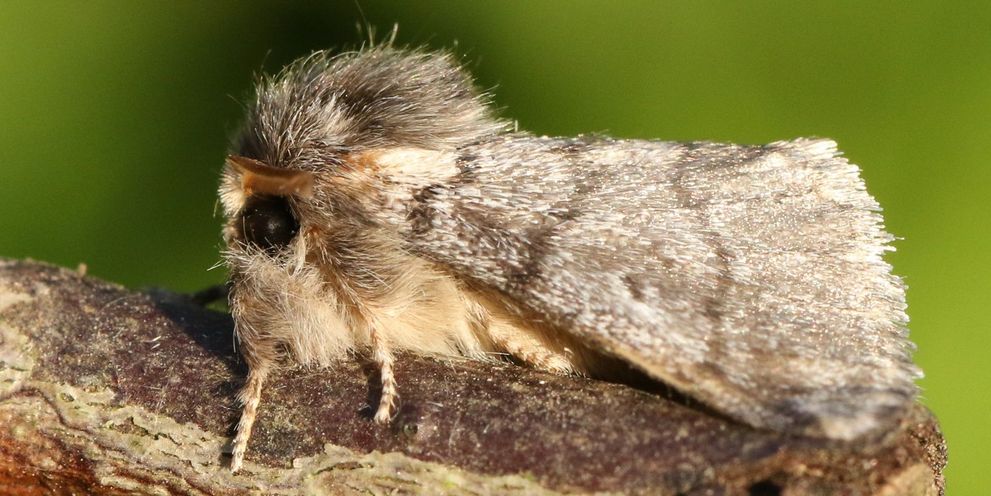 Moths Moths