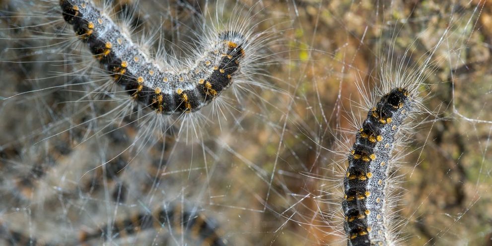 Caterpillars Caterpillars