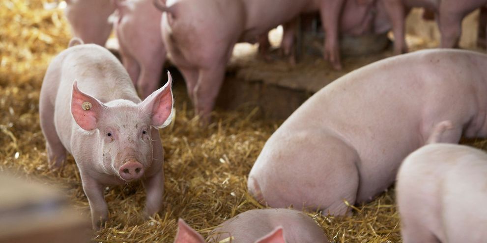 Prevent african swine fever Kärcher: Prevent african swine fever