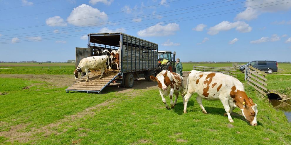 Cleaning livestock transporters