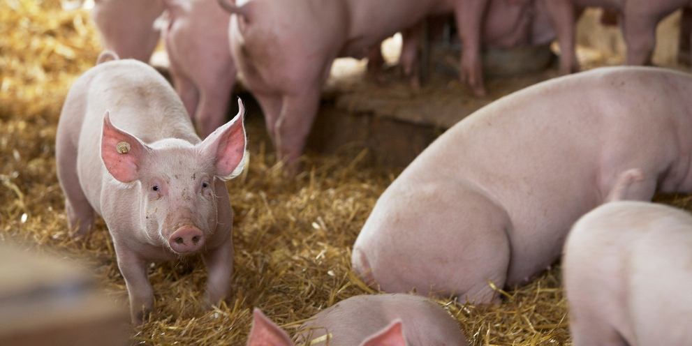 Pig farm cleaning