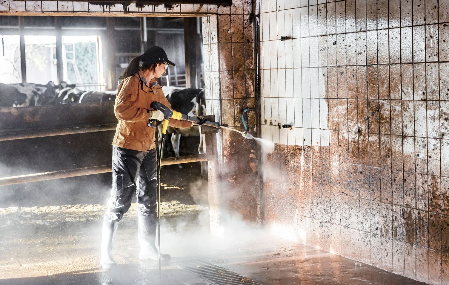 Cowshed cleaning with cleaning agents Cowshed cleaning with cleaning agents